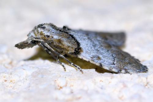 Réf. 335 606 : Nola cucullatella